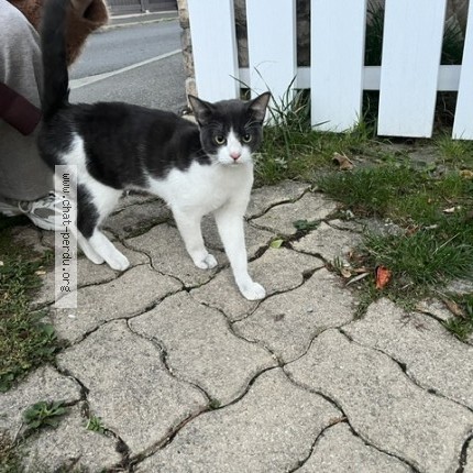 Photo 1/1 Chat trouvé Trouvé à Champigny Sur Marne