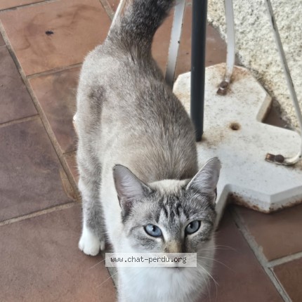 Photo 1/1 Chat trouvé Trouvé à Montauban