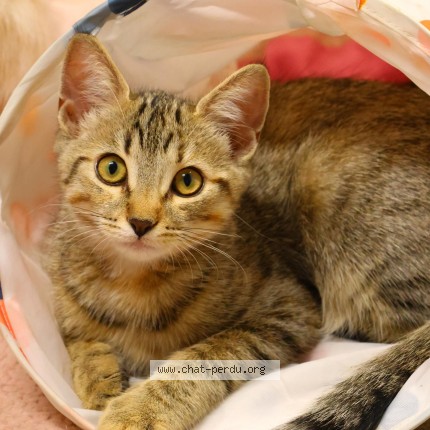 Photo de chat perdu à Lans