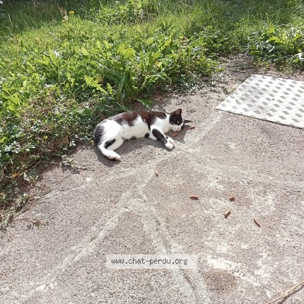 Photo 1/1 Chat trouvé Trouvé à Epinal