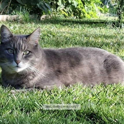 Photo 2/2 Chat retrouvé Perdu à Avrigny
