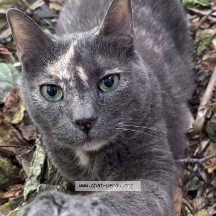 Photo 1/1 Miminou Chat perdu à Paris
