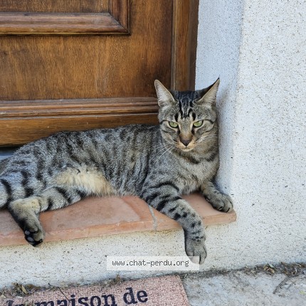 Photo de chat perdu à Cagnes Sur Mer