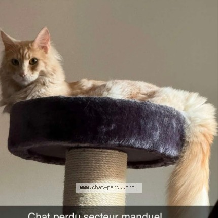 Photo 1/1 ventura Chat perdu à Manduel