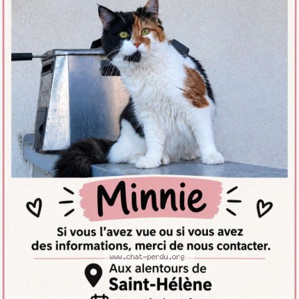 Photo de chat perdu à Saint Andre Lez Lille