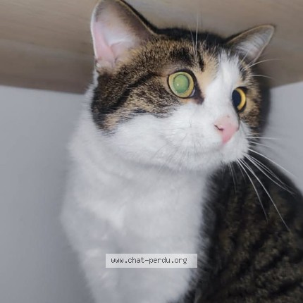 Photo de chat perdu à Le Perreux Sur Marne