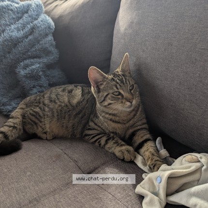 Photo de chat trouvé à Venette