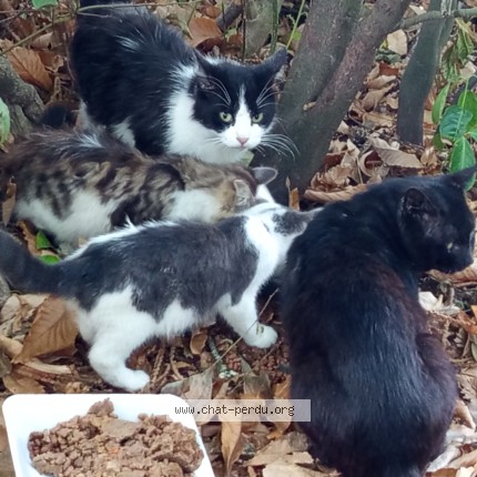 Photo de chat perdu à Dinan