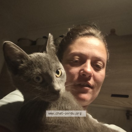 Photo de chat perdu à Hossegor