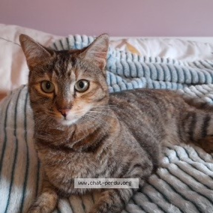 Photo 1/1 Mimine Chat perdu à Clermont Saves