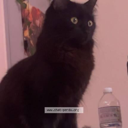 Photo de chat perdu à Antraigue Sur Volane