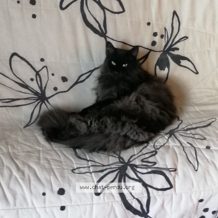 Photo de chat perdu à Villefontaine