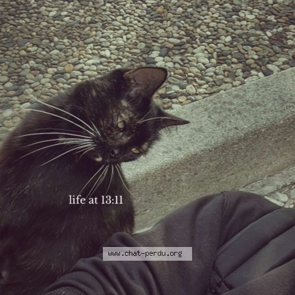 Photo de chat trouvé à Bordeaux