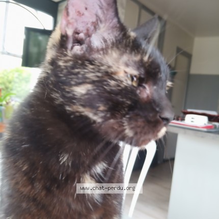 Photo de chat trouvé à Breteuil Sur Iton