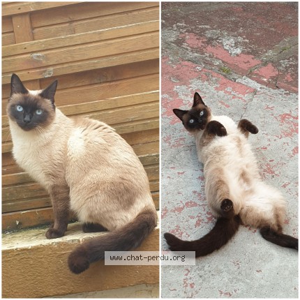 Photo de chat perdu à Le Havre