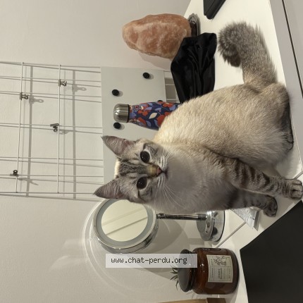 Photo de chat perdu à Morsang Sur Orge