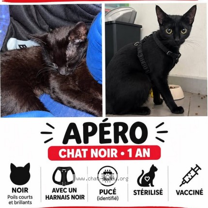 Photo de chat perdu à Remouille
