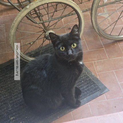 Photo 1/1 Chat trouvé Trouvé à Montpellier