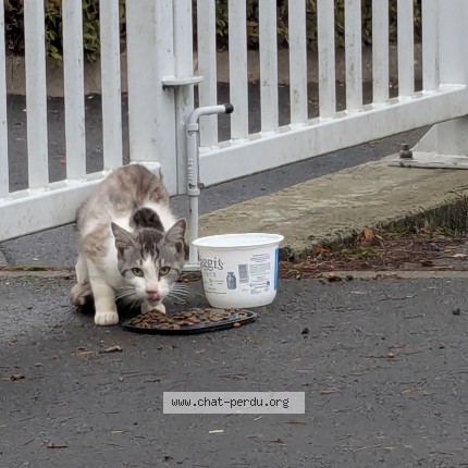 Photo de chat trouvé à Ernee