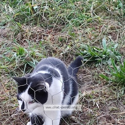 Photo 1/1 Léon Chat perdu à Quincie En Beaujolais