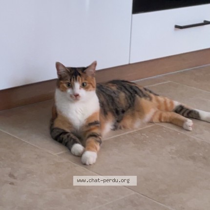 Photo de chat perdu à Orange