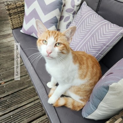 Photo 1/4 Chat retrouvé Trouvé à Dompierre Sur Yon
