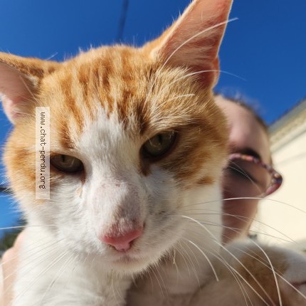 Photo 2/4 Chat retrouvé Trouvé à Dompierre Sur Yon
