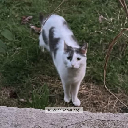 Photo 1/1 Chat retrouvé Perdu à Creteil