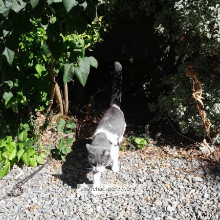Photo 1/1 Nana Chat perdu à La Boussac