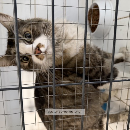 Photo de chat trouvé à Villefranche Sur Saone