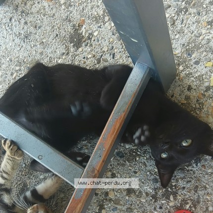 Photo de chat trouvé à La Batie Divisin