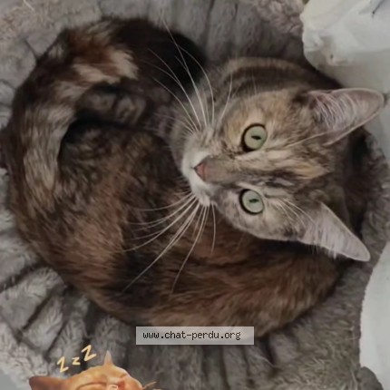 Photo de chat perdu à Tremeven