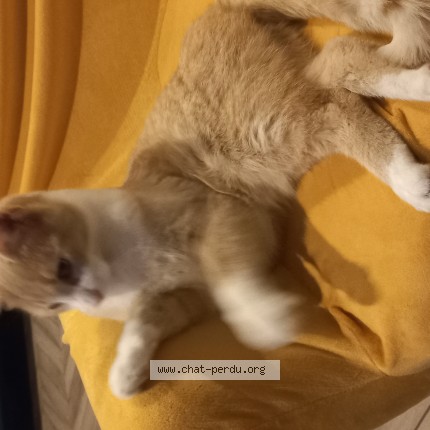 Photo de chat perdu à Louvil