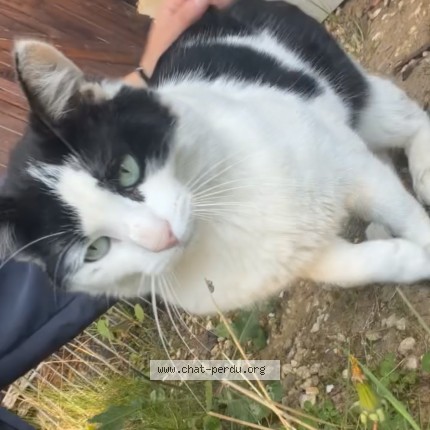 Photo de chat perdu à Cregy Les Meaux