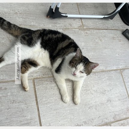 Photo de chat perdu à Marolles