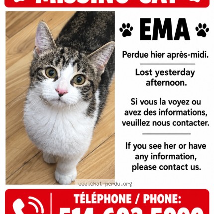 Photo 1/1 ema Chat perdu à Montreal