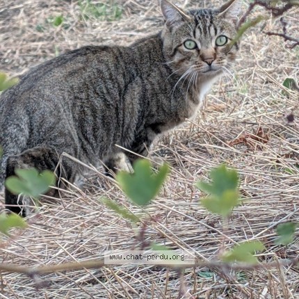 Photo de chat trouvé à Saint Etienne