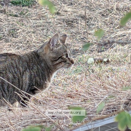 Photo 2/2 Chat trouvé Trouvé à Saint Etienne
