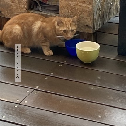 Photo 1/1 Chat trouvé Trouvé à Poisy