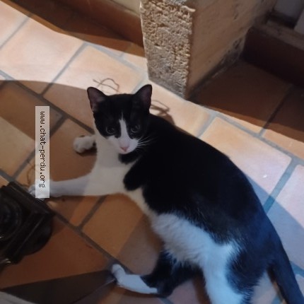 Photo 1/1 Chat trouvé Trouvé à Lyon