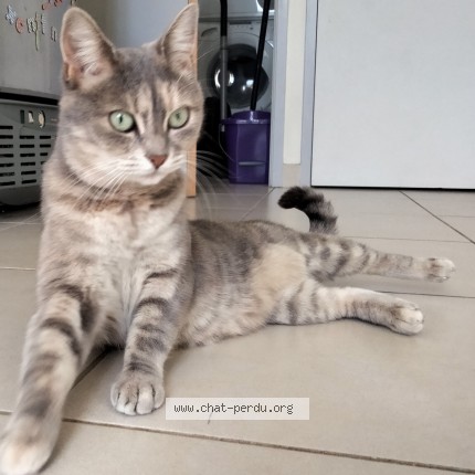 Photo 1/1 Chat retrouvé Perdu à Douarnenez