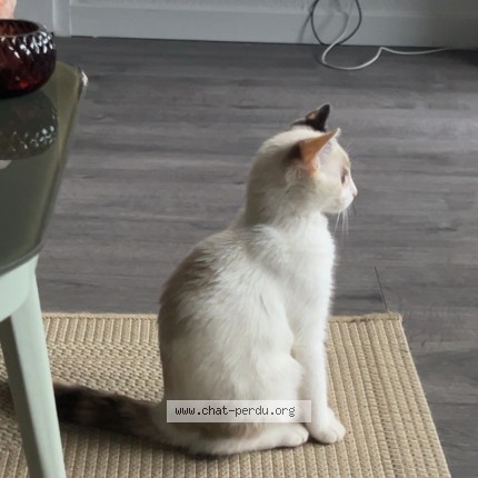 Photo 2/2 Chat retrouvé Trouvé à Toulouse