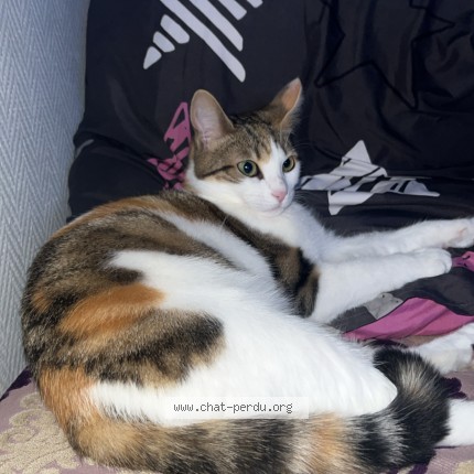 Photo de chat perdu à Grigny