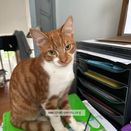 Photo 1/1 Chat retrouvé Perdu à Brest