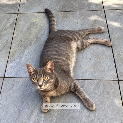 Photo 1/1 Aïko Chat perdu à Chonas L Amballan