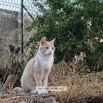 Photo 1/1 Titus Chat perdu à Les Pennes Mirabeau