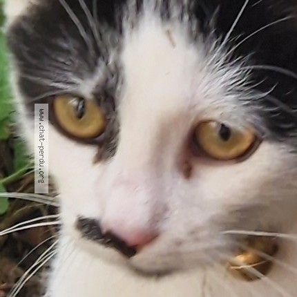 Photo 1/1 Chat trouvé Trouvé à Clermont Ferrand