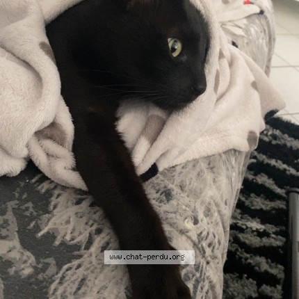 Photo 1/1 Chat retrouvé Perdu à Blagnac