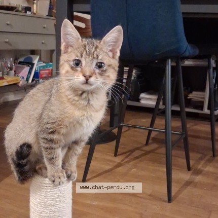 Photo de chat perdu à Lorient