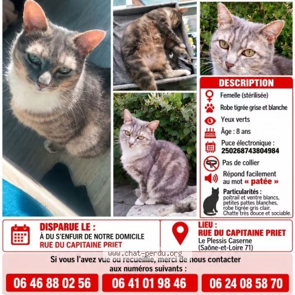 Photo de chat perdu à Montceau Les Mines